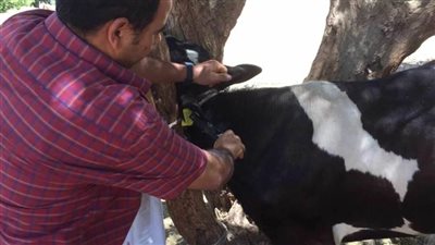 تحصين 75 ألف رأس ماشية خلال الحملة القومية لتحصين الثروة الحيوانية ضد الحمى القلاعية وحمي الوادي المتصدع بالمنيا