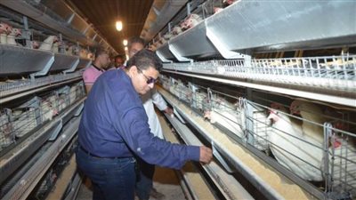 نائب محافظ بني سويف يتفقد مشروع الدواجن وتأهيل الممرات بين عنابر الإنتاج