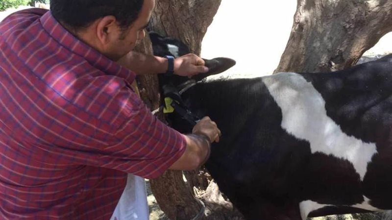 تحصين الماشية