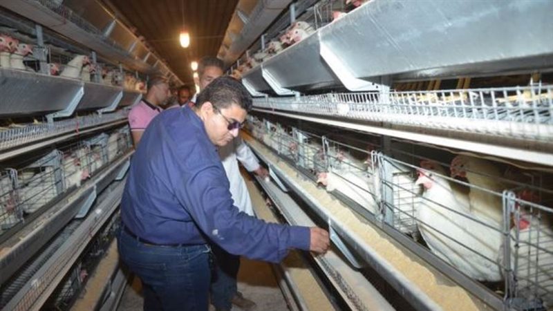 مشروع الدواجن ببنى