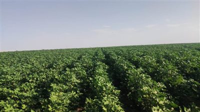 زراعة القطن قصير التيلة للمرة الأولى في توشكى وشرق العوينات