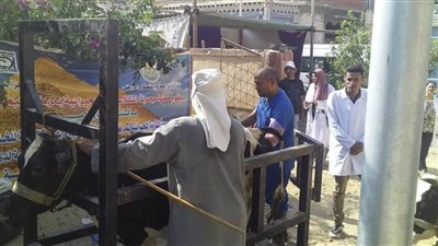 حياة كريمة.. قافلة بيطرية مجانية بقرية الإمام مالك بالبحيرة