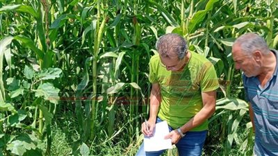 ندوات إرشادية ومدارس حقلية للمزارعين عن ترشيد المياه والزراعات الصيفية بكفر الشيخ 