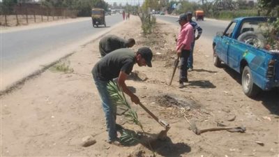 ضمن مبادرة 100 مليون شجرة زراعة أشجار زينة ومثمرة بالمنيا