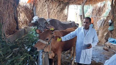 تحصين نصف مليون رأس ماشية خلال الحملة القومية لتحصين الماشية بالبحيرة