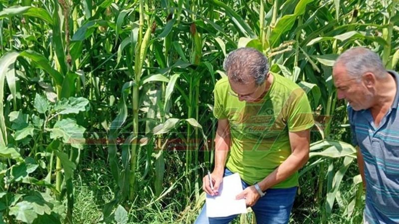 حقول كفر الشيخ الزراعية