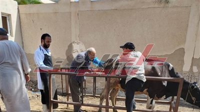 قافلة بيطرية بدسوق وتجري العمليات الجراحية لمواشي كفرالشيخ