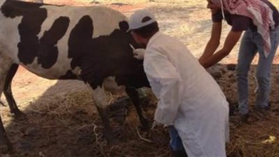 تحصين 220 ألف رأس من الماشية ضد الأمراض الوبائية بالغربية