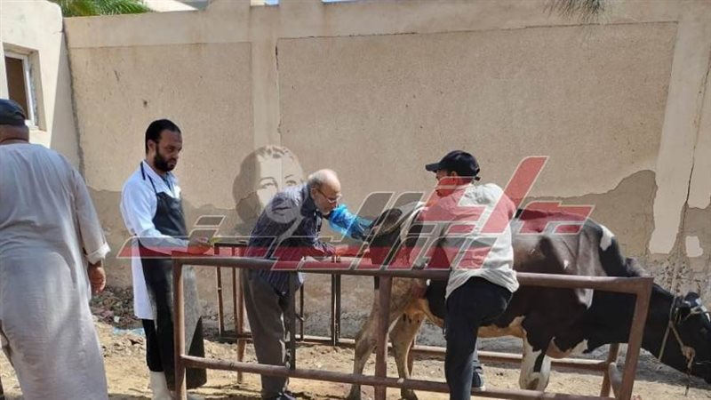 الكشف علي المواشي