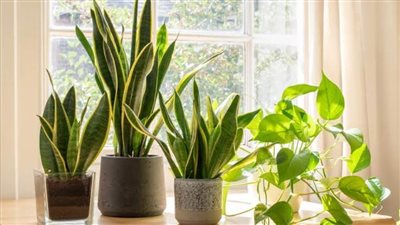 لصحة أسرتك.. تعرفي على أهم النباتات لتنقية هواء منزلك