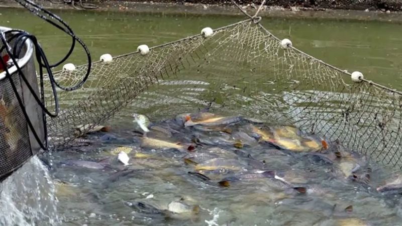 الاستزراع السمكي