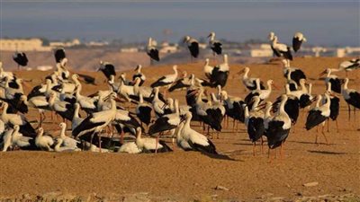 باحث ايكولوجيا هجرة الطيور يضع نصائح خلال موسم صيد الطيور المهاجرة