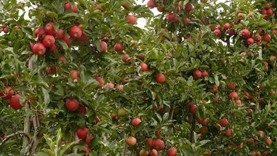 الإسكندرية.. زراعة نحو تسعة آلاف شجرة مثمرة بحي أول المنتزة