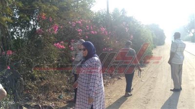 تقليم الأشجار الحاجبة للرؤية على الطرق ببيلا بكفر الشيخ 
