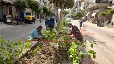 زراعة الأشجار وإزالة الإشغالات والتعديات على الأراضي الزراعية