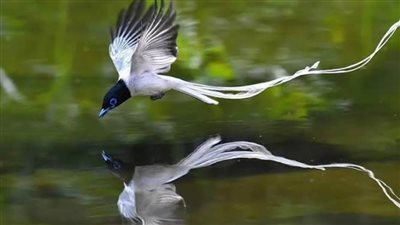 من أجمل الطيور بالعالم.. عصفور الجنة بألوانه الزاهية 