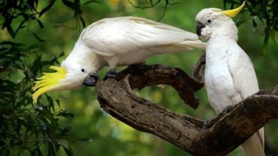 من أجمل الطيور حول العالم.. الكوكاتو يقلد أصوات البشر والحيوانات