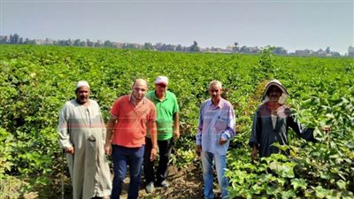 إقامة ندوات عن الجني المحسن وزراعة ثلث المساحة المنزرعة بالقطن على مستوى الجمهورية