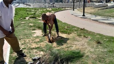 زراعة نحو ٢٣٠٠ ألف شجرة مثمرة وغير مثمرة بأحياء الإسكندرية منذ بداية تنفيذ مبادرة 