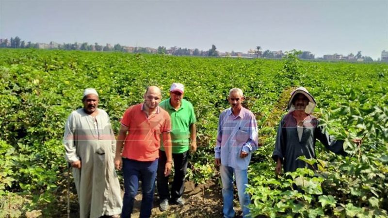 زراعة كفرالشيخ