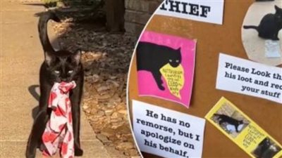 قطة تسرق ملابس الجيران فى ولاية تكساس وصاحبتها تقدم الاعتذار