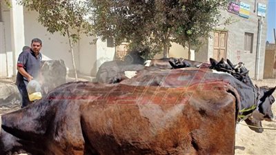 تقديم الخدمات البيطرية لـ1803 رؤوس ماشية ودواجن بكفر الشيخ