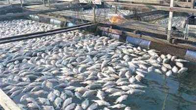 قومي البحوث وعلوم البحار ينفذان مشروعا لتحسين جودة وإطالة العمر التخزيني لمنتجات الأسماك