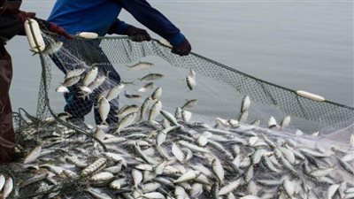 قومي البحوث وعلوم البحار ينفذان مشروعا لتحسين جودة وإطالة العمر التخزيني لمنتجات الأسماك