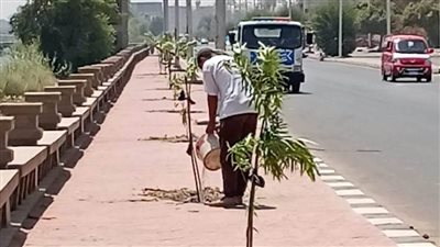 المنيا.. زراعة أشجار مثمرة وزينة ضمن مبادرة 