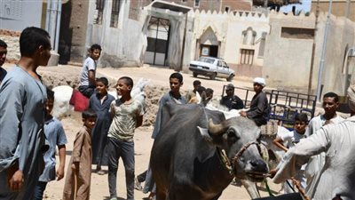 جامعة سوهاج تواصل تنفيذ قوافلها البيطرية بفحص وعلاج ٥٥٠ حالة بقرية مزاته شرق