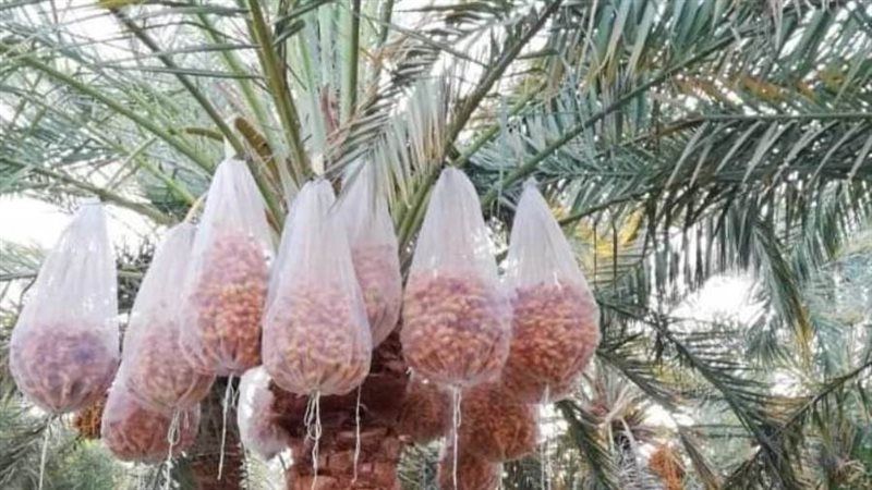 36 شراء البلح اليوم