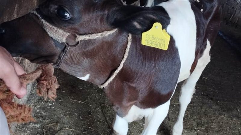 علاج 62 ألف رأس ماشية