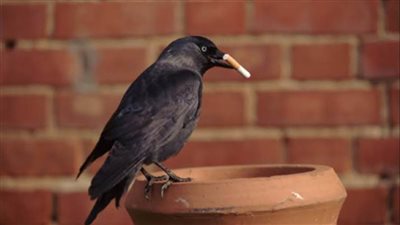 السويد تدرب الغربان لتنظيف الشوارع من أعقاب السجائر