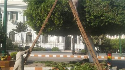 المنيا.. زراعة أشجار مثمرة وزينة ضمن مبادرة 