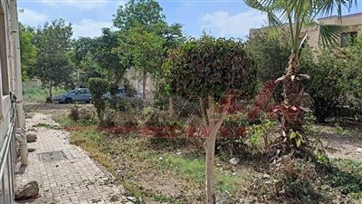 صيانة أكشاك الكهرباء وإصلاح خط مياه وتهذيب الأشجار بالمنشآت الحكومية بكفر الشيخ