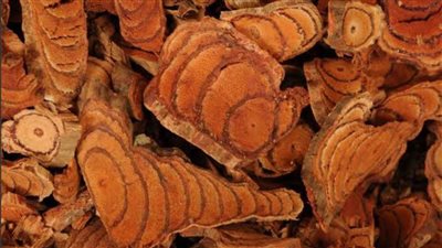 من أغرب الأشجار حول العالم.. شجرة تشبه اللحوم ولها فوائد علاجية