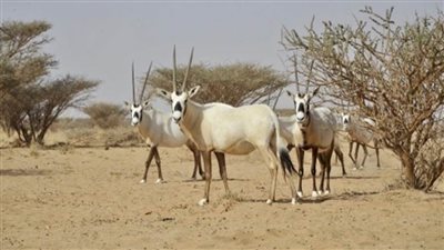 السعودية: إدراج محمية 