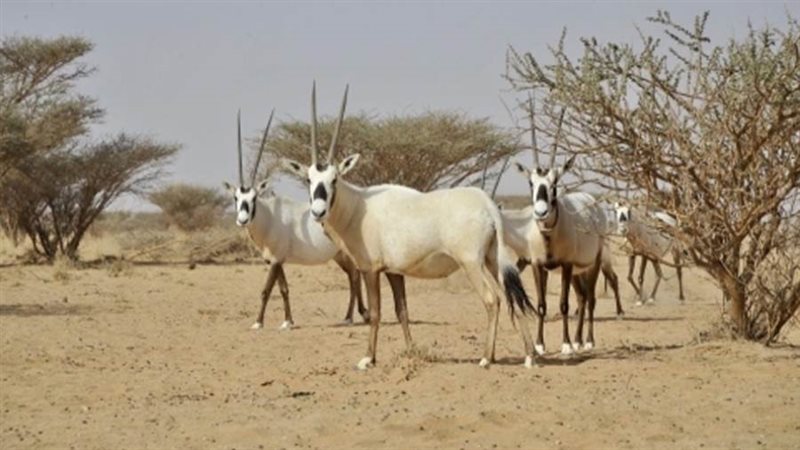 محمية عروق بنى معارض