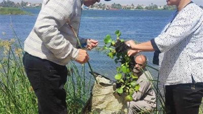 صحة المنيا: حملات مكثفة لمكافحة ناقلات ومسببات الأمراض المتوطنة خلال فصل الصيف