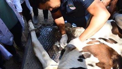 قافلة جامعة سوهاج البيطرية المجانية تتوجه لقرية عنيبس بمركز جهينه وتعالج ٤٠٥ حالات