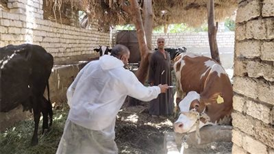 علاج 53 ألفًا و911 رأس ماشية خلال حملات الطب البيطري بالبحيرة 