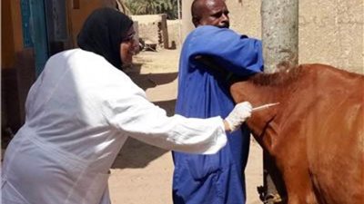 بيطري أسوان: تحصين 29 ألفا و648 ماشية بلقاحي الحمى القلاعية والوادي المتصدع