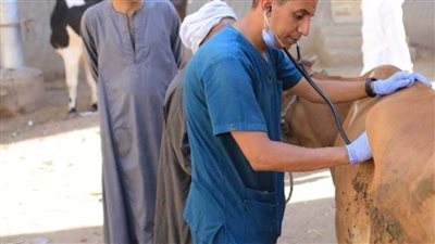 بيطري المنيا: تقديم الخدمات البيطرية مجاناً لـ 1543 رأس ماشية بقرية نزلة النخل