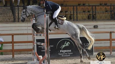 اليوم.. انطلاق أولى حلقات بطولة الجمهورية للفروسية 