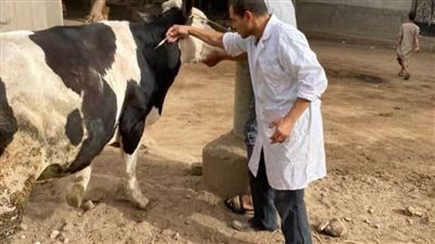 تحصين 268 ألف رأس ماشية ضد الحمى القلاعية وحمى الوادي المتصدع بالمنيا