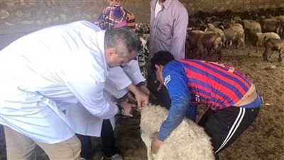 غدًا.. تبدأ الحملة القومية للتحصين ضد مرض طاعون المجترات الصغيرة في الوادي الجديد