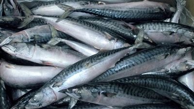 وزارة إندونيسية تغلق بالشمع شحنات من سمك الماكريل المستورد من الصين