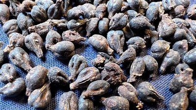 البعثة الأثرية المصرية الألمانية النمساوية تكشف عن 