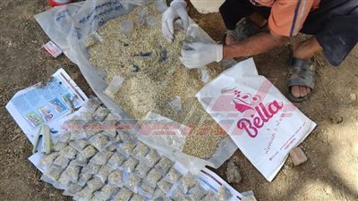 زراعة كفر الشيخ تنظم حملة لمكافحة القوارض عقب حصاد المحاصيل الصيفية