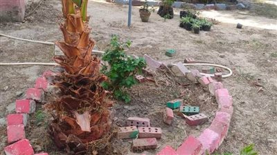 محافظ الإسكندرية: زراعة نحو ٢٤٦ ألف شجرة مثمرة وغير مثمرة بأحياء الإسكندرية